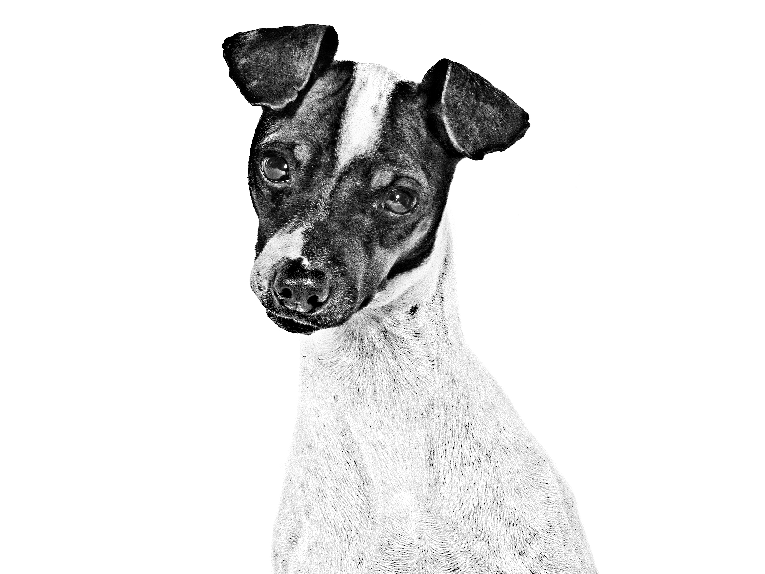 Japanese Terrier adult in black and white