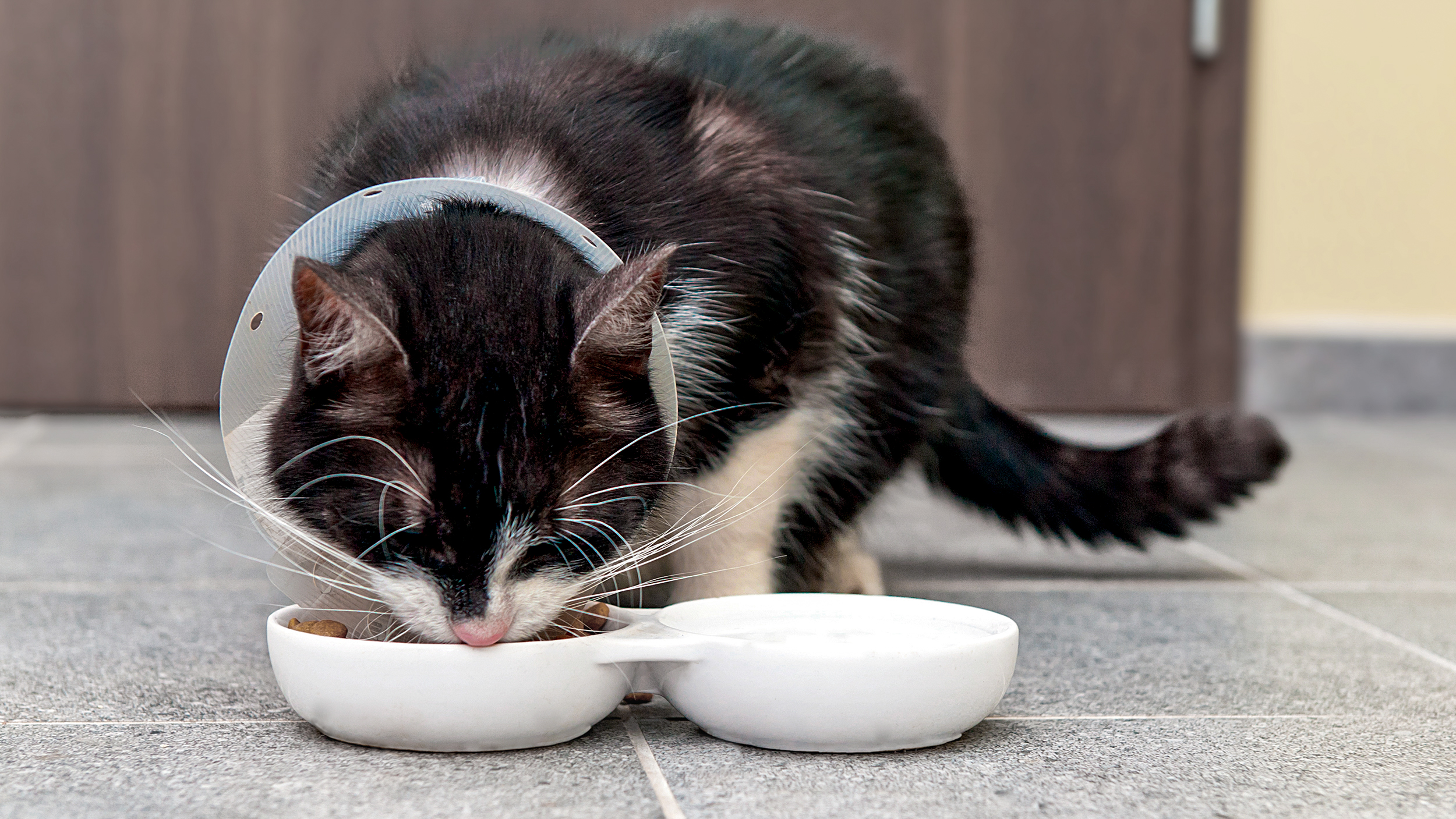 Ausgewachsene Katze steht drinnen mit einem Schutzkragen und frisst aus einem weißen Napf.