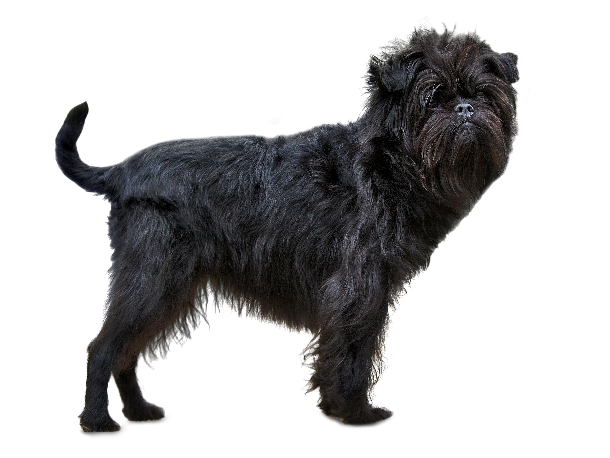 Affenpinscher adult standing