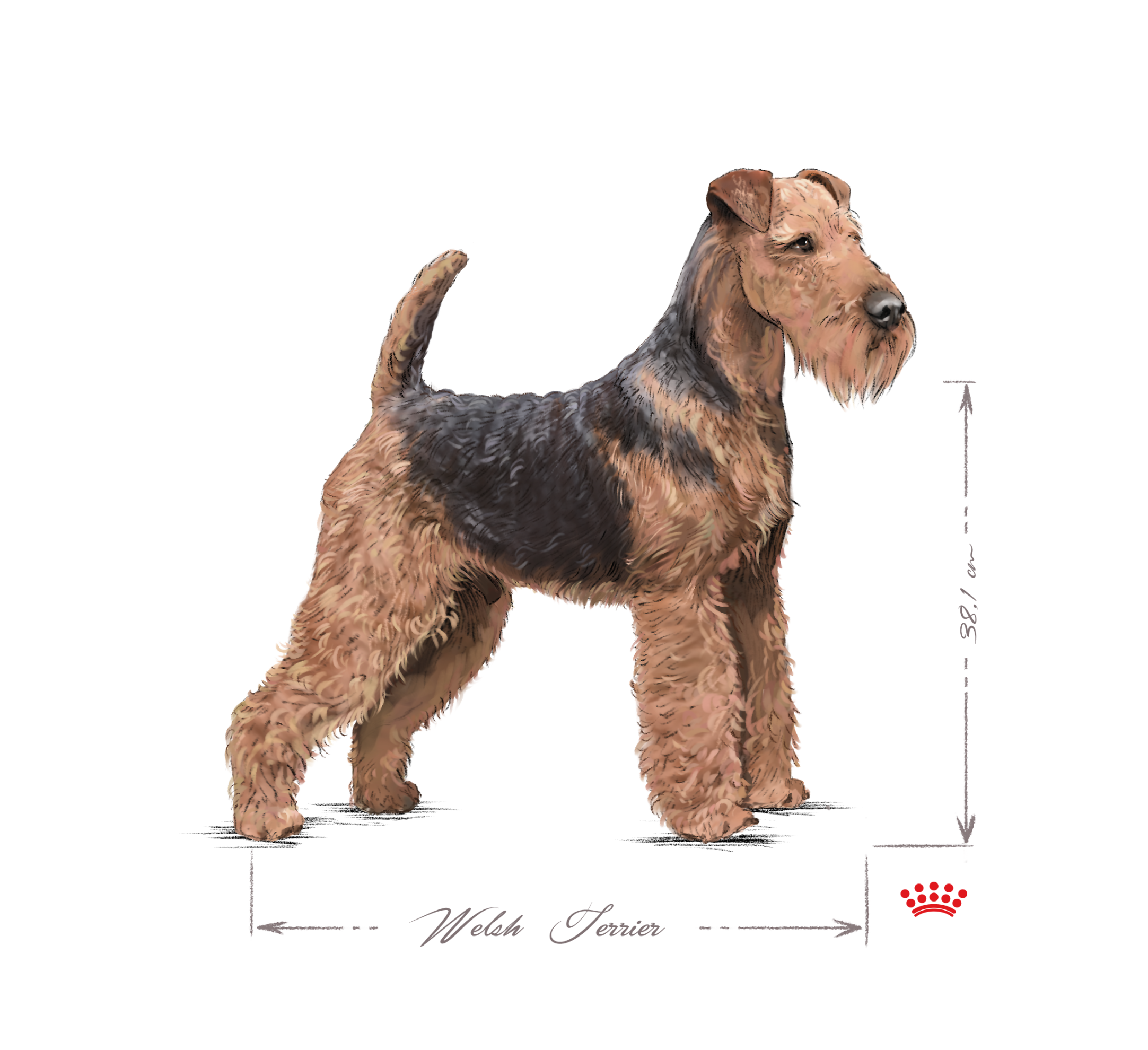 Welsh Terrier adult black and white