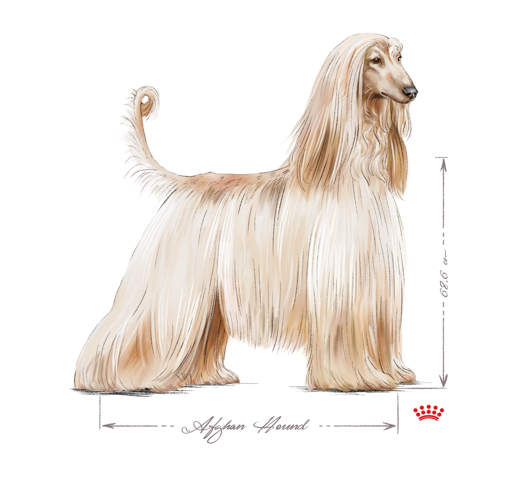 Afghan Hound adult standing in black and white