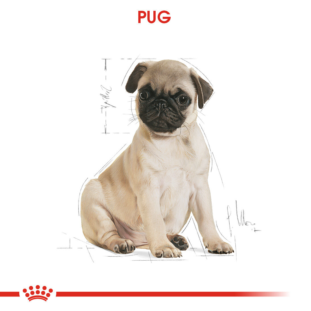 Pug Puppy Yavru Köpek Kuru Maması