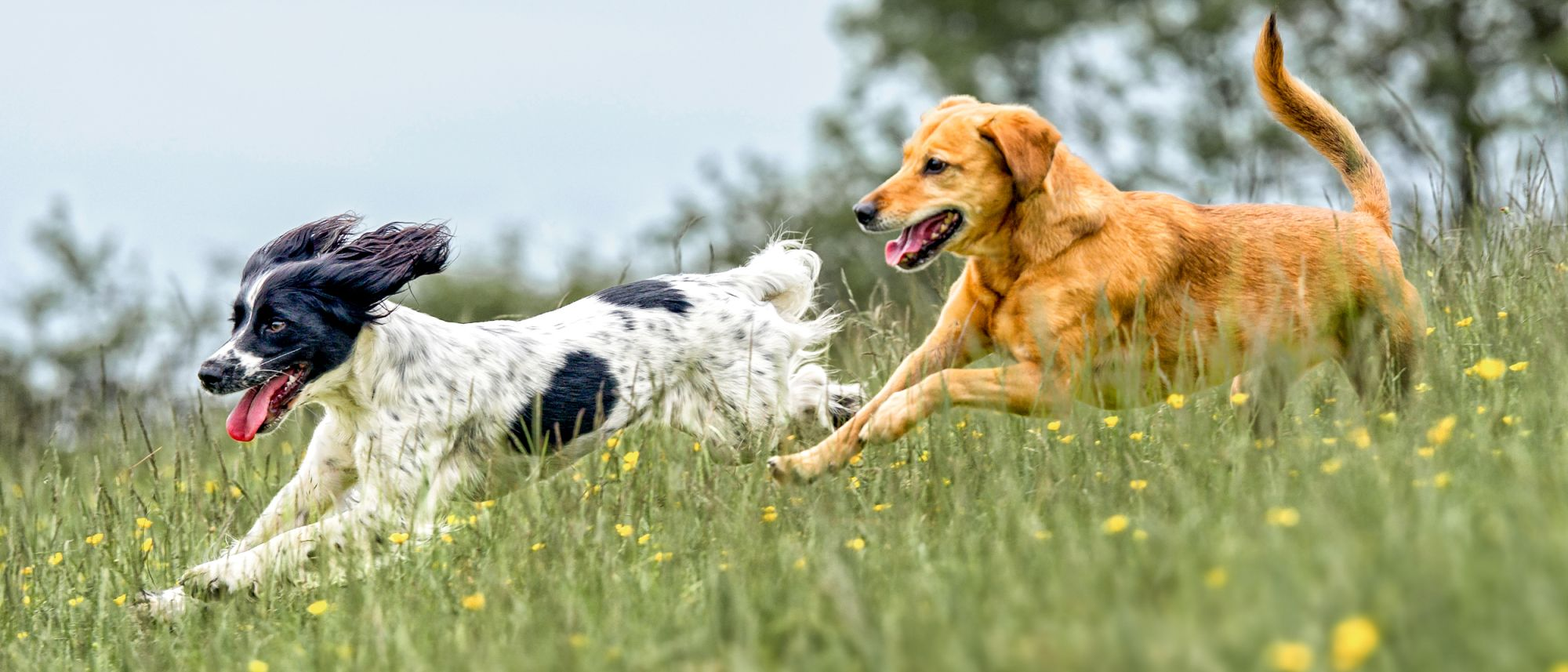 Perros adultos corriendo a través de un campo de hierba larga