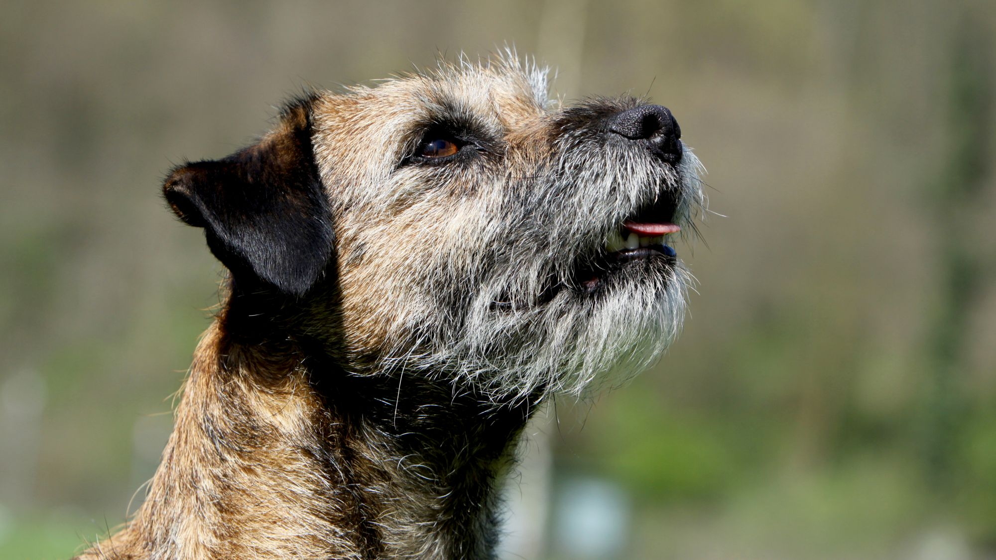 close-up side profile of a Border Terrier looking to the sky