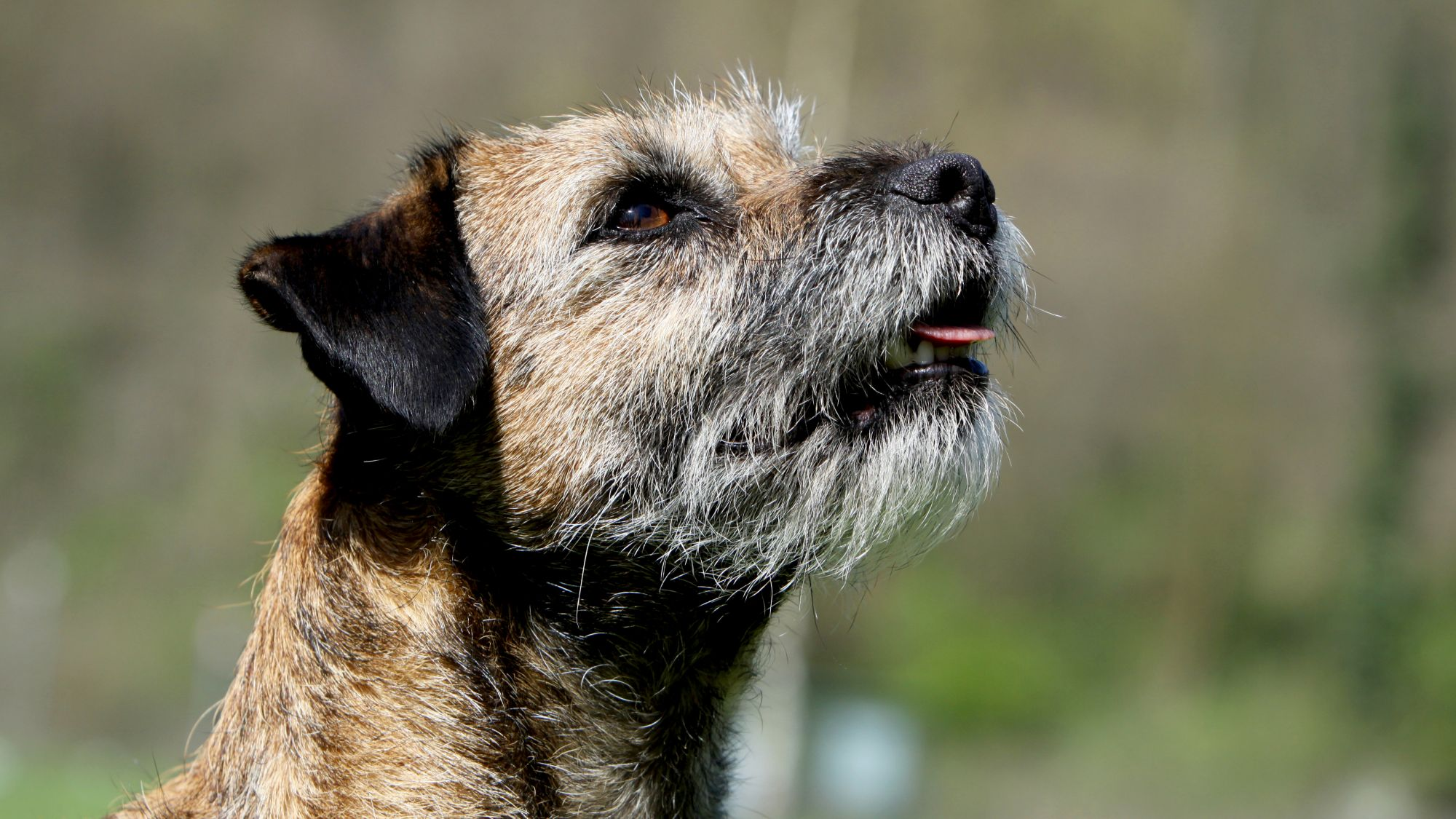 primer plano de perfil lateral de un Border Terrier mirando al cielo