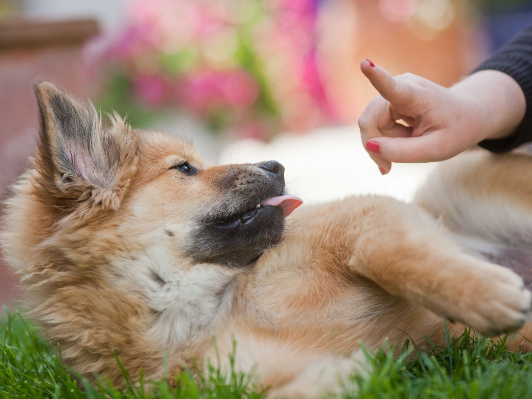 La fille avertit avec son doigt un chiot Elo