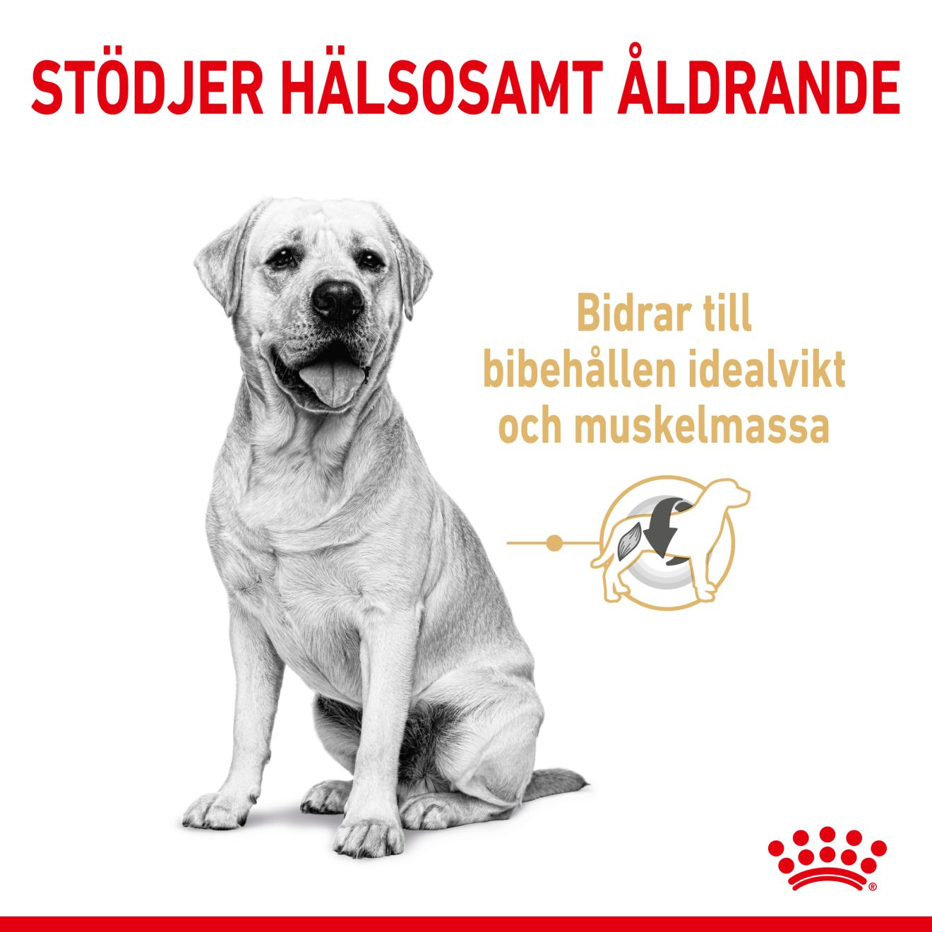 Labrador Retriever 5+