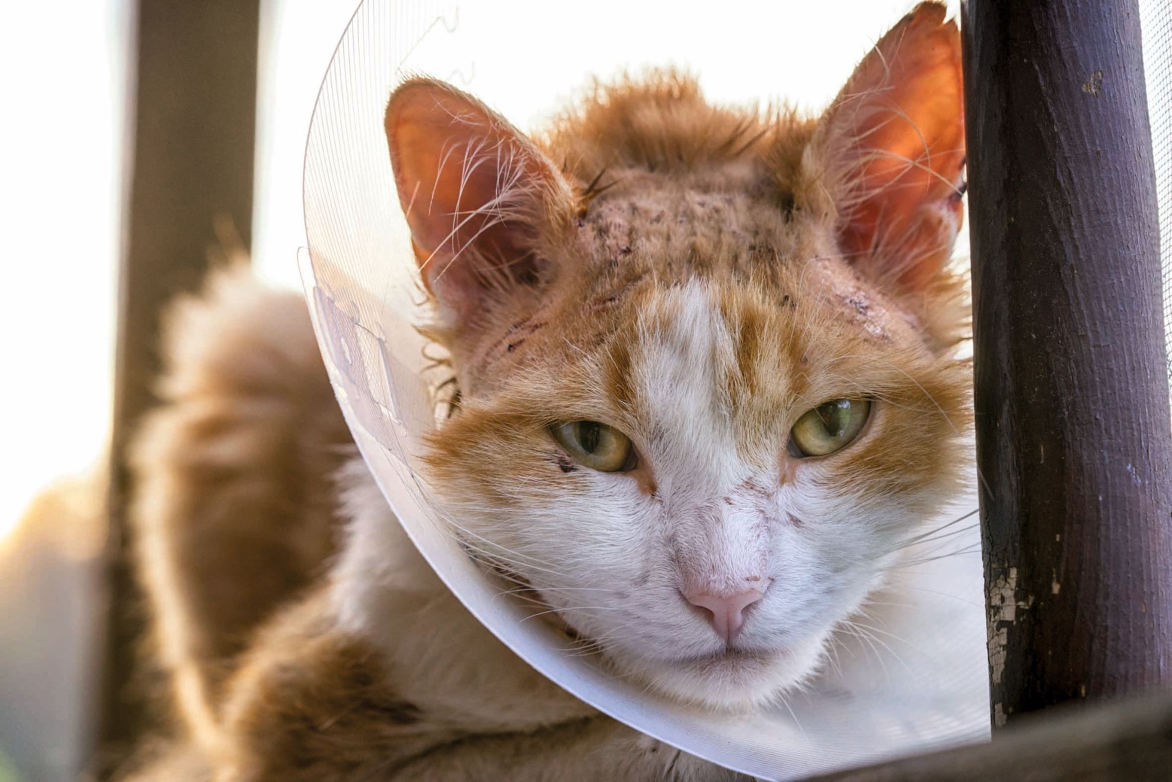 An Elizabethan collar may be useful to prevent a cat from inflicting self-trauma due to pruritus resulting from a skin problem.