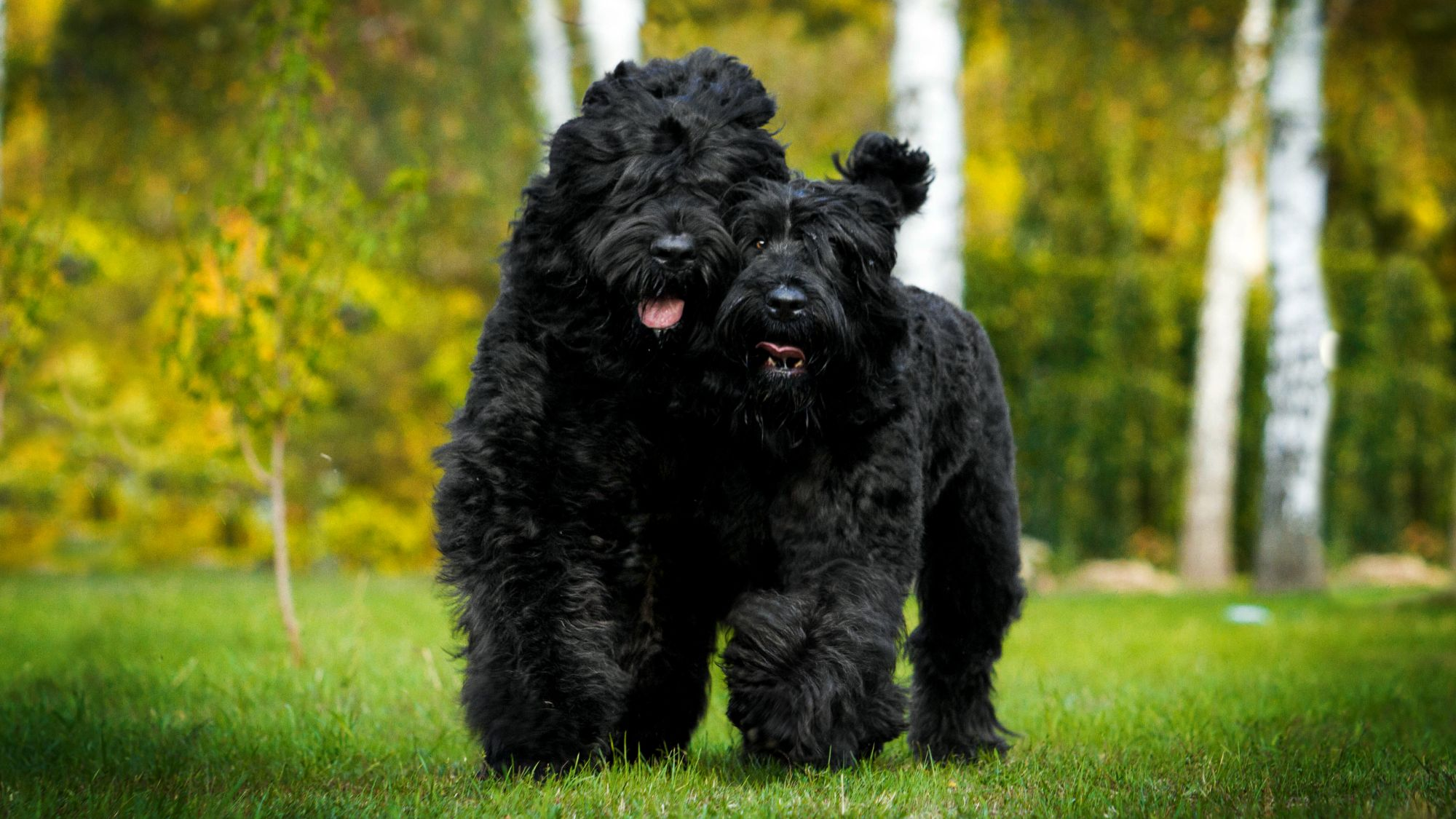 Two Black Russian Terriers running on grass towards camera 