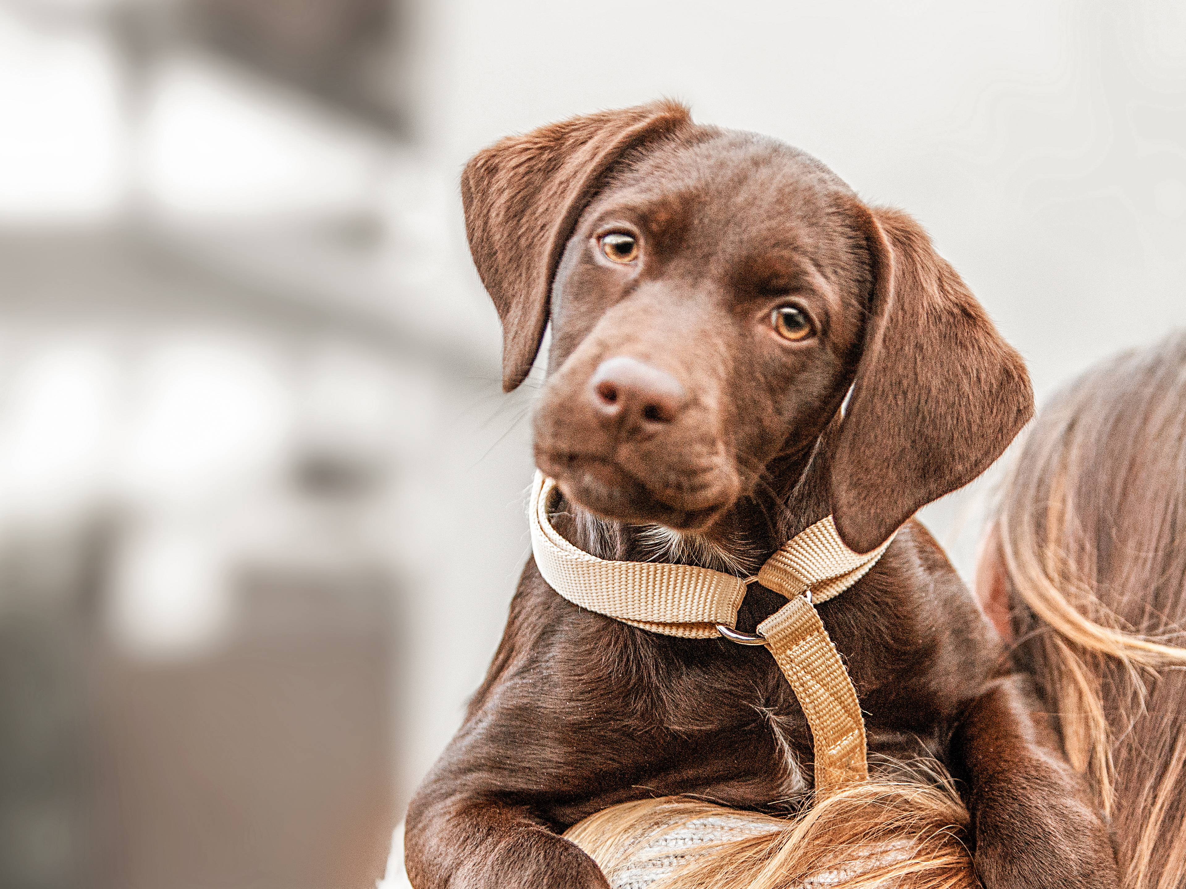 Chocolate Labrador Retriever puppy being carried outdoors by owner