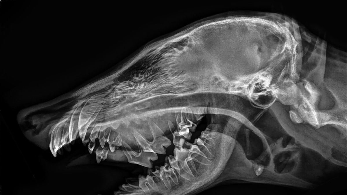 Vitamine D et santé du chien