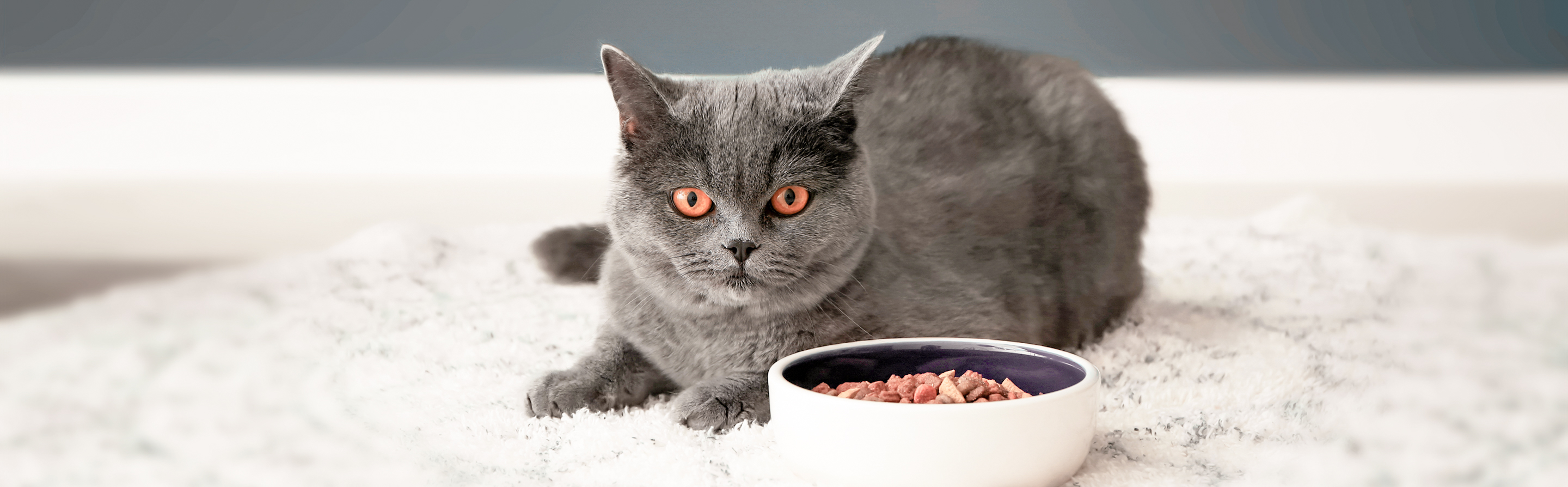 British Shorthair cat lying down on a white rug next to a feeding bowl