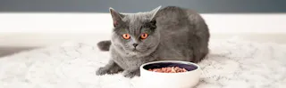 British Shorthair cat lying down on a white rug next to a feeding bowl
