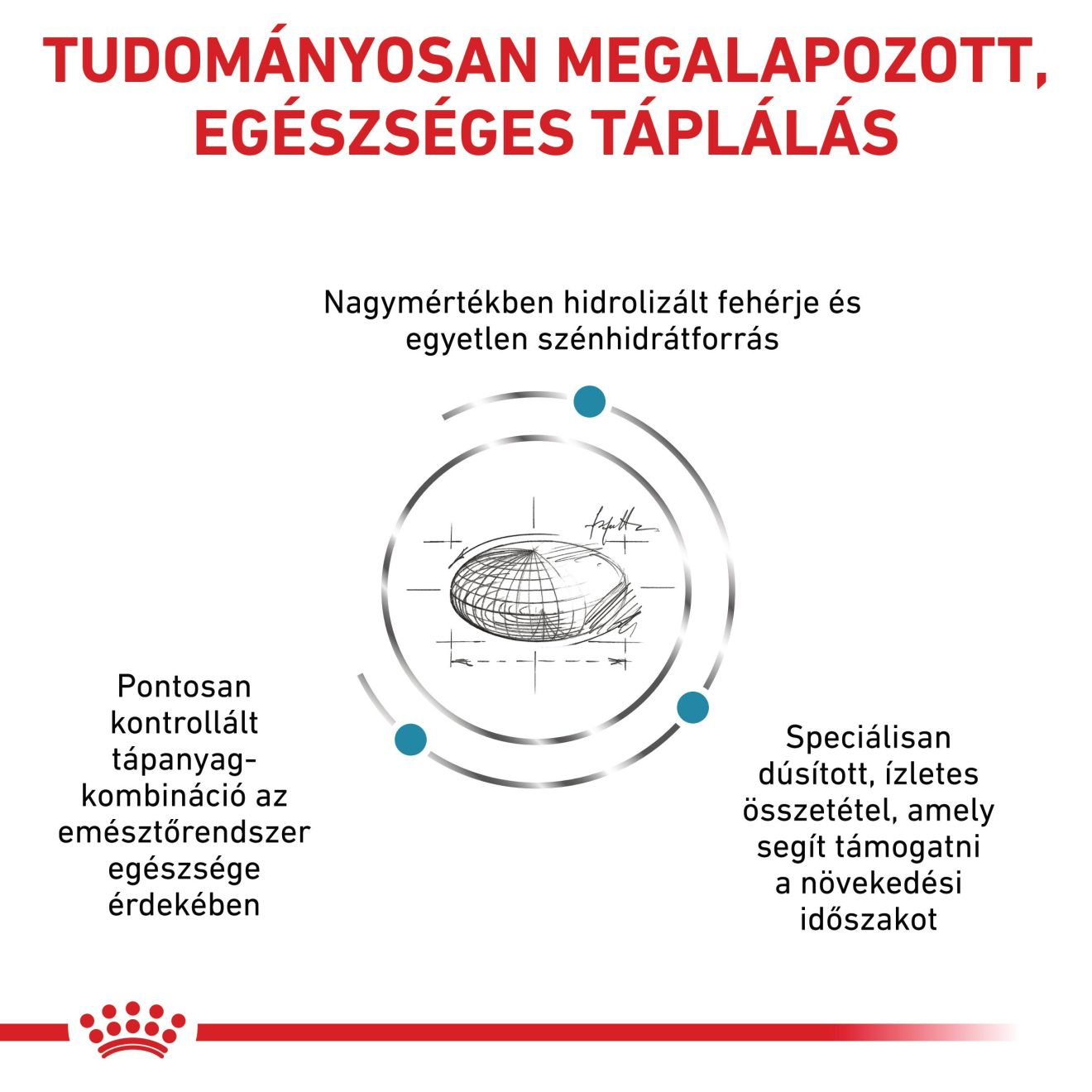 Hypoallergenic Puppy