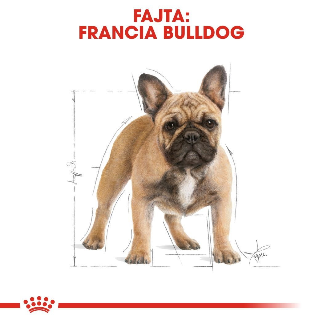 French Bulldog Adult