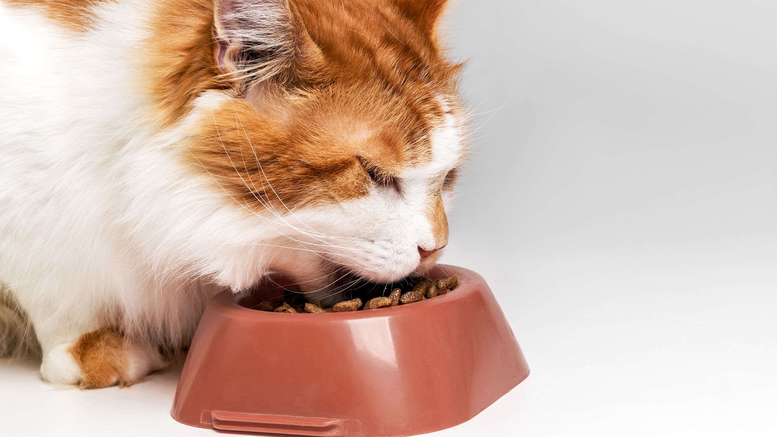 Adult cat standing indoors eating from a red bowl.