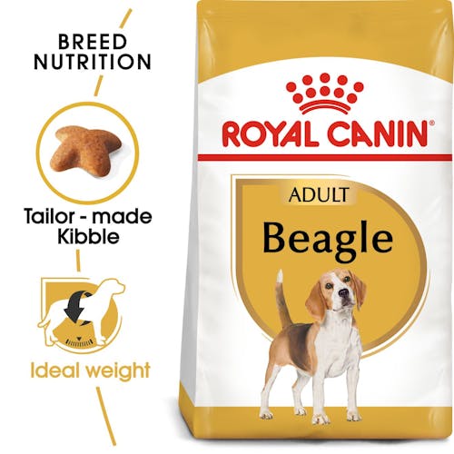 Beagle Adult