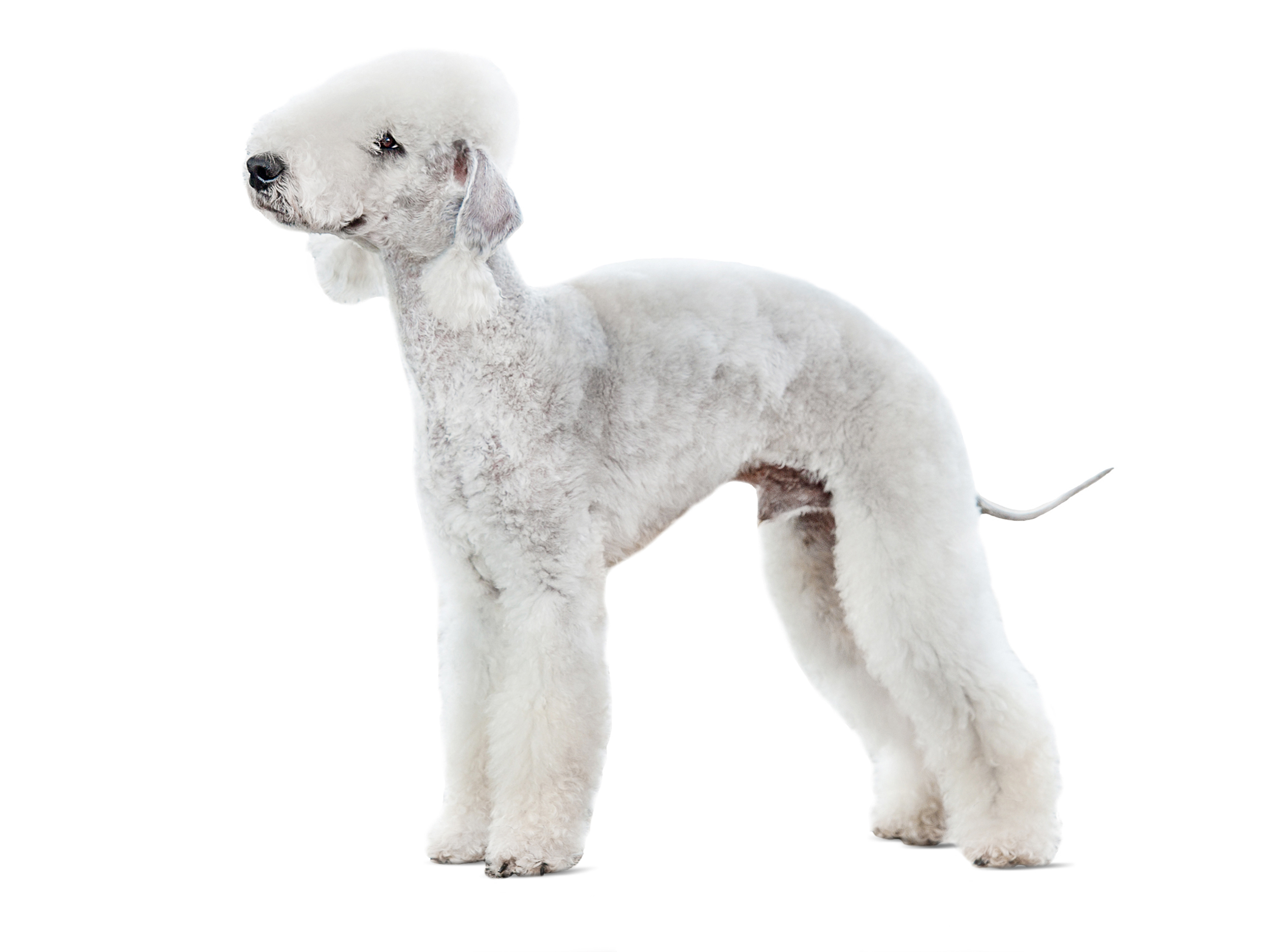 Bedlington Terrier adult black and white