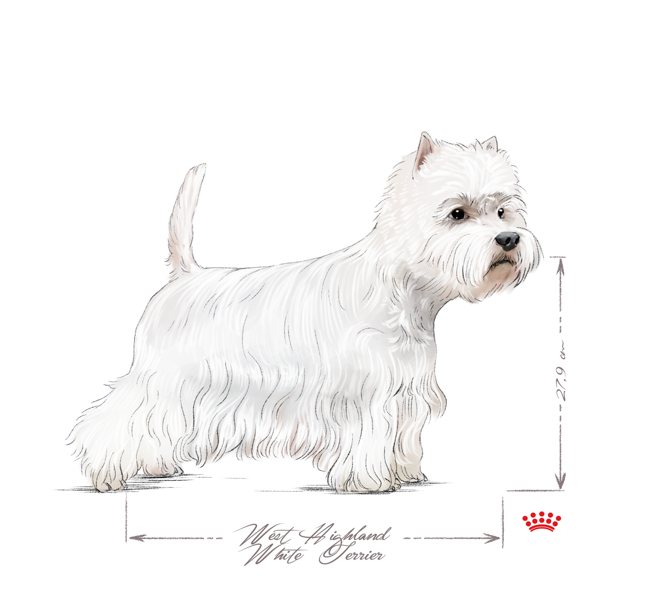 West Highland White Terrier adult black and white