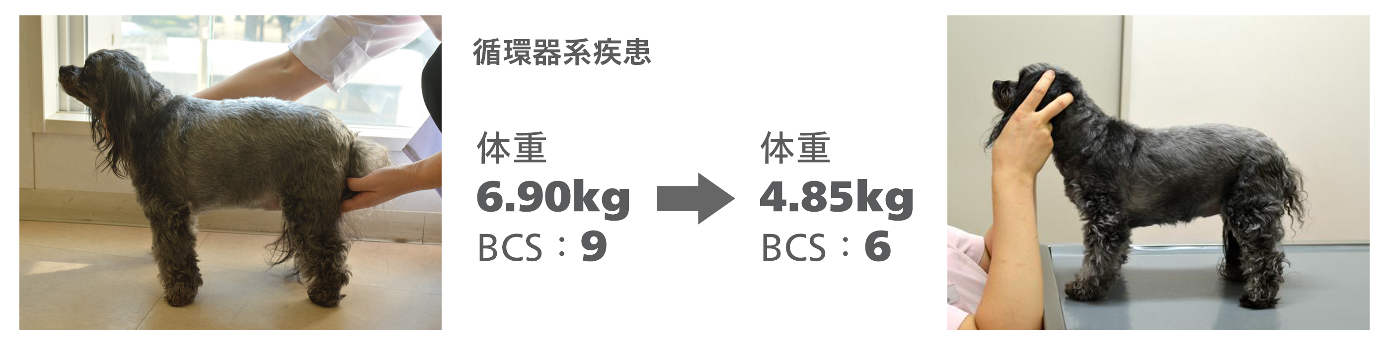 ROYAL CANIN 獣医療用食事 ディスプレイケース 29 characters