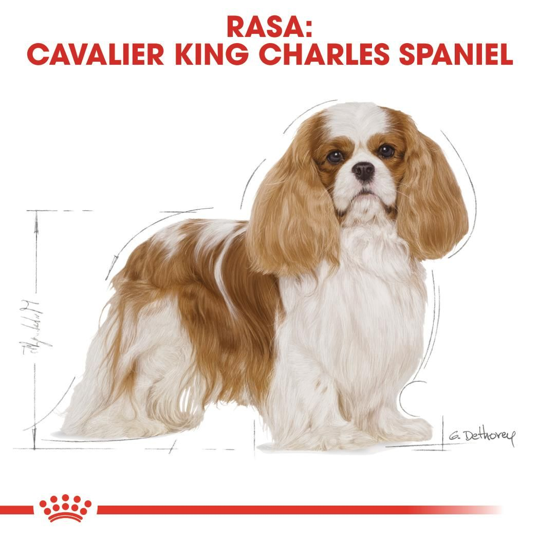 Cavalier King Charles Adult