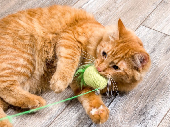 chat roux couché sur le sol avec une balle