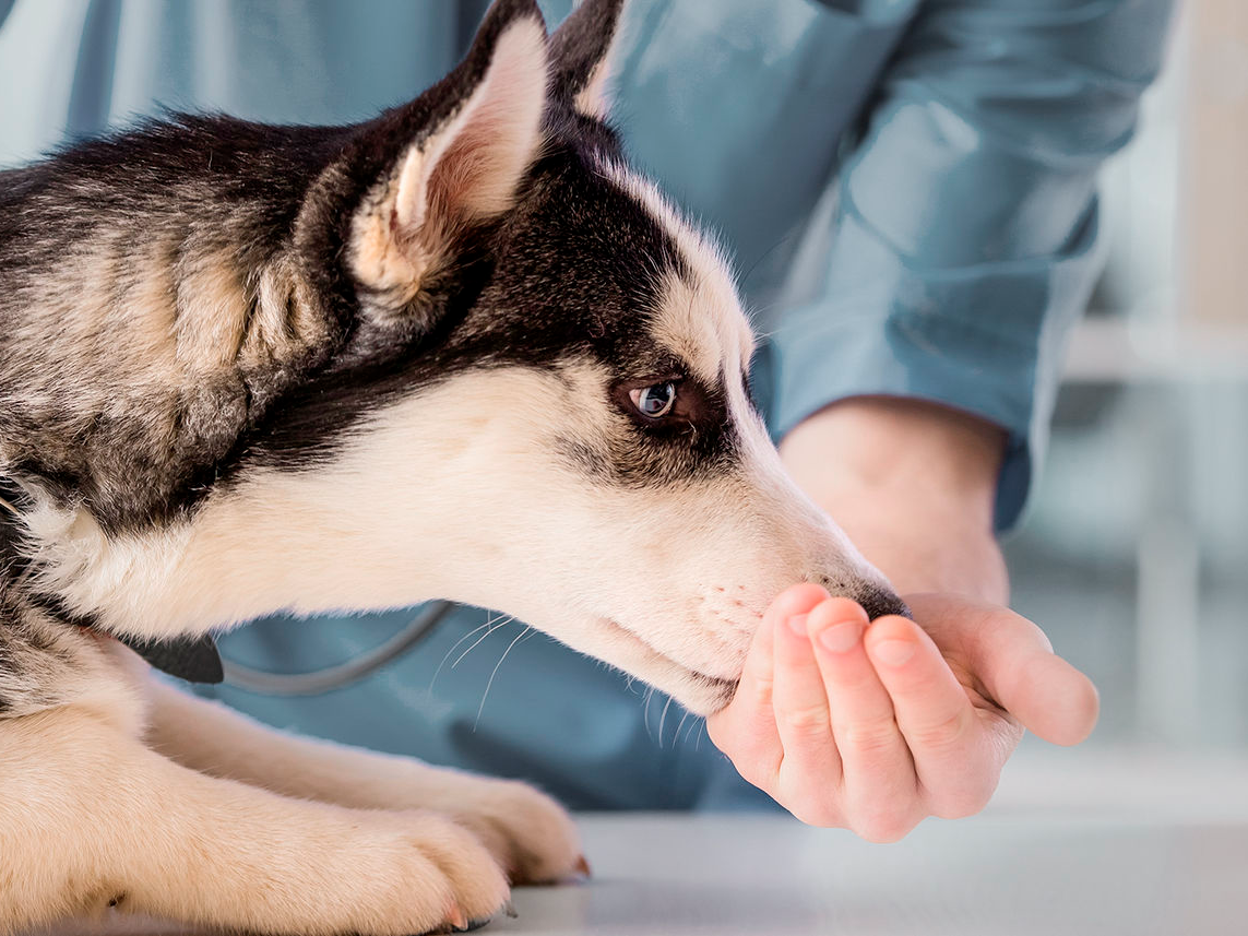 Un chiot Husky renifle la main du vétérinaire