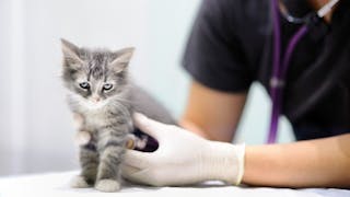 Como abordar...Sopros cardíacos em filhotes felinos