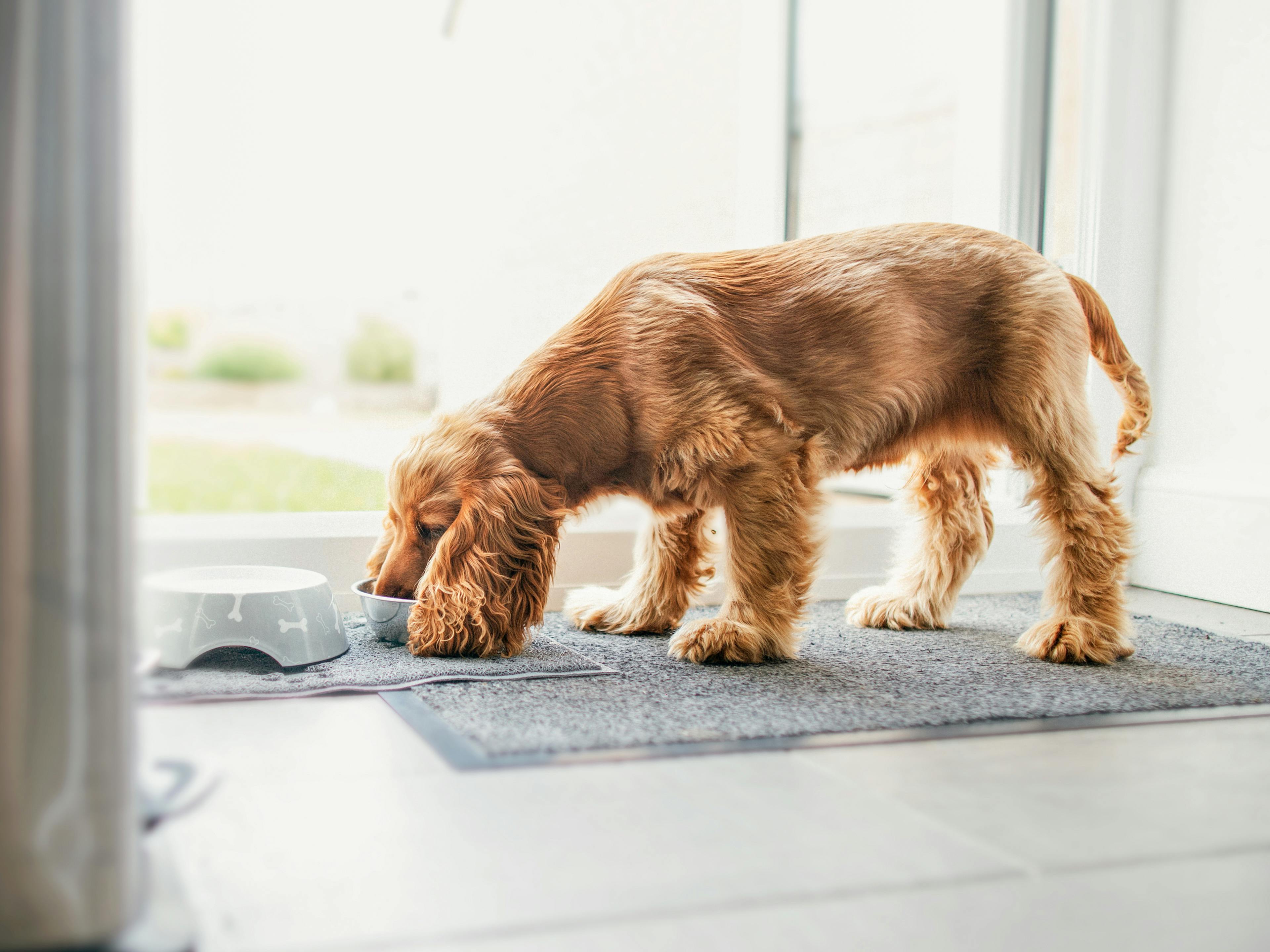 Se puede mezclar pienso con comida húmeda para perros? – Los consejos de  Mascotapasión