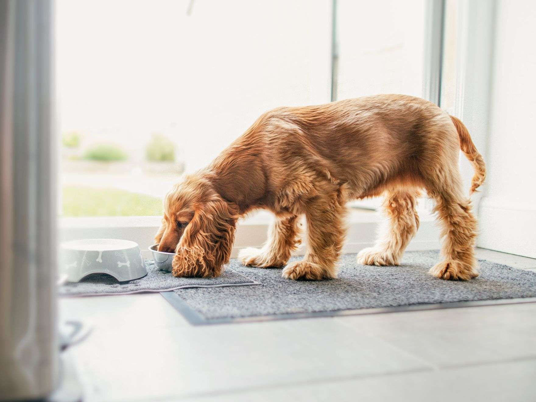 English Cocker Spaniel standing indoors eating from a feeding bowl