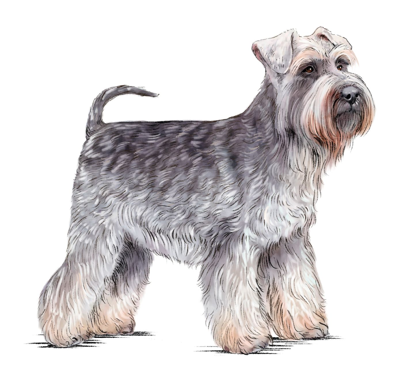 Illustrazione di uno Schnauzer Nano