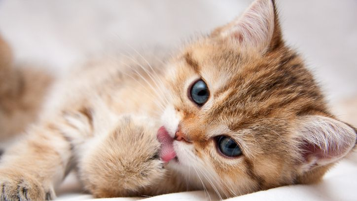 Golden kitten lying down licking paw