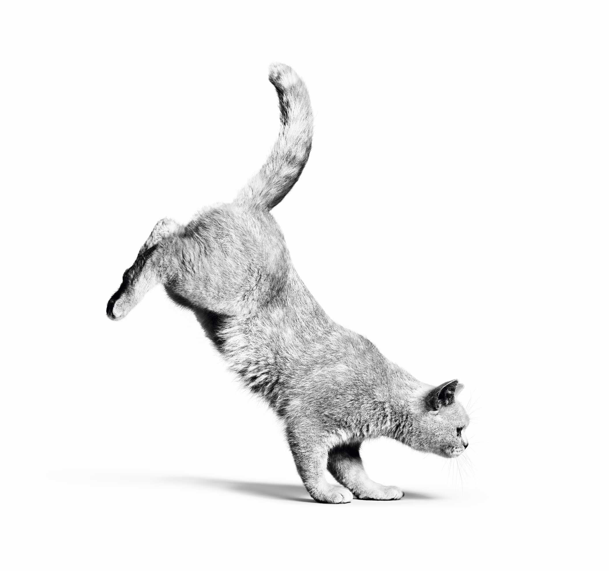 Odrasla britanska kratkodlaka mačka skače na bijeloj podlozi (crno-bijela fotografija)
