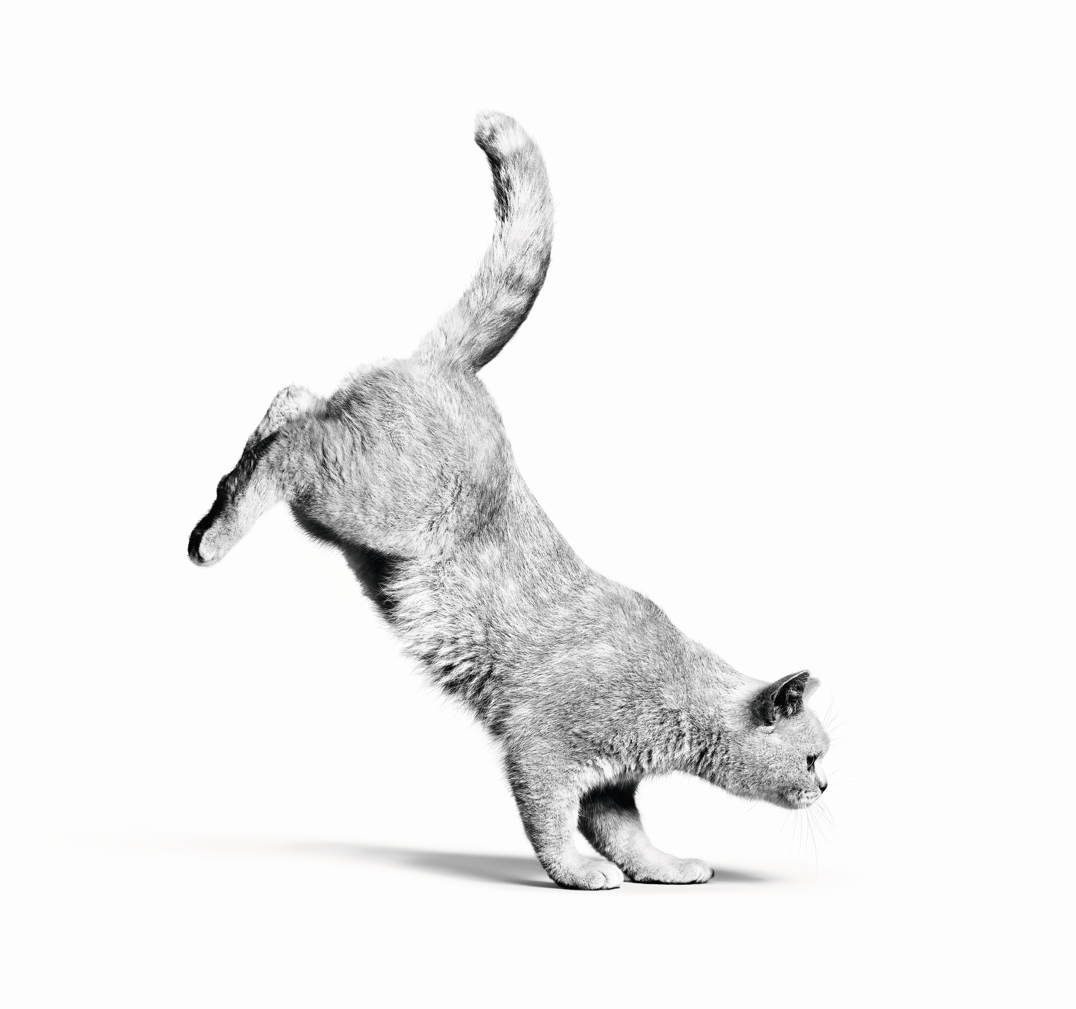 Britanico de pelo corto adulto saltando en blanco y negro sobre un fondo blanco
