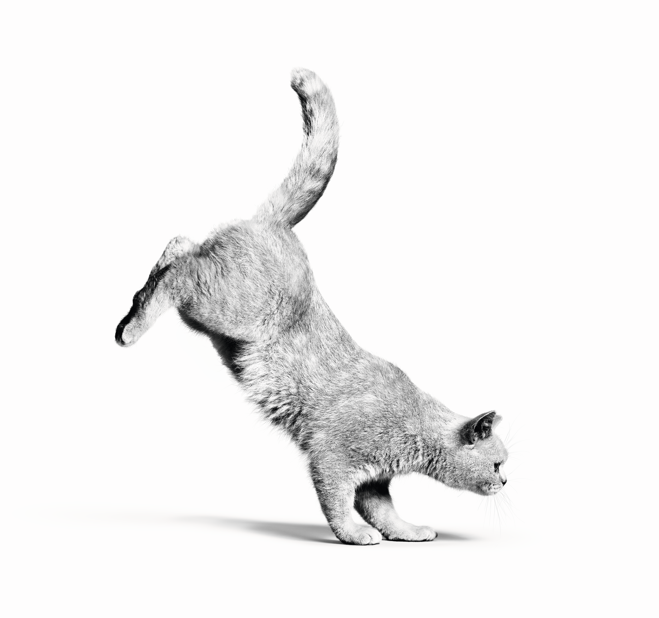 a cat is jumping