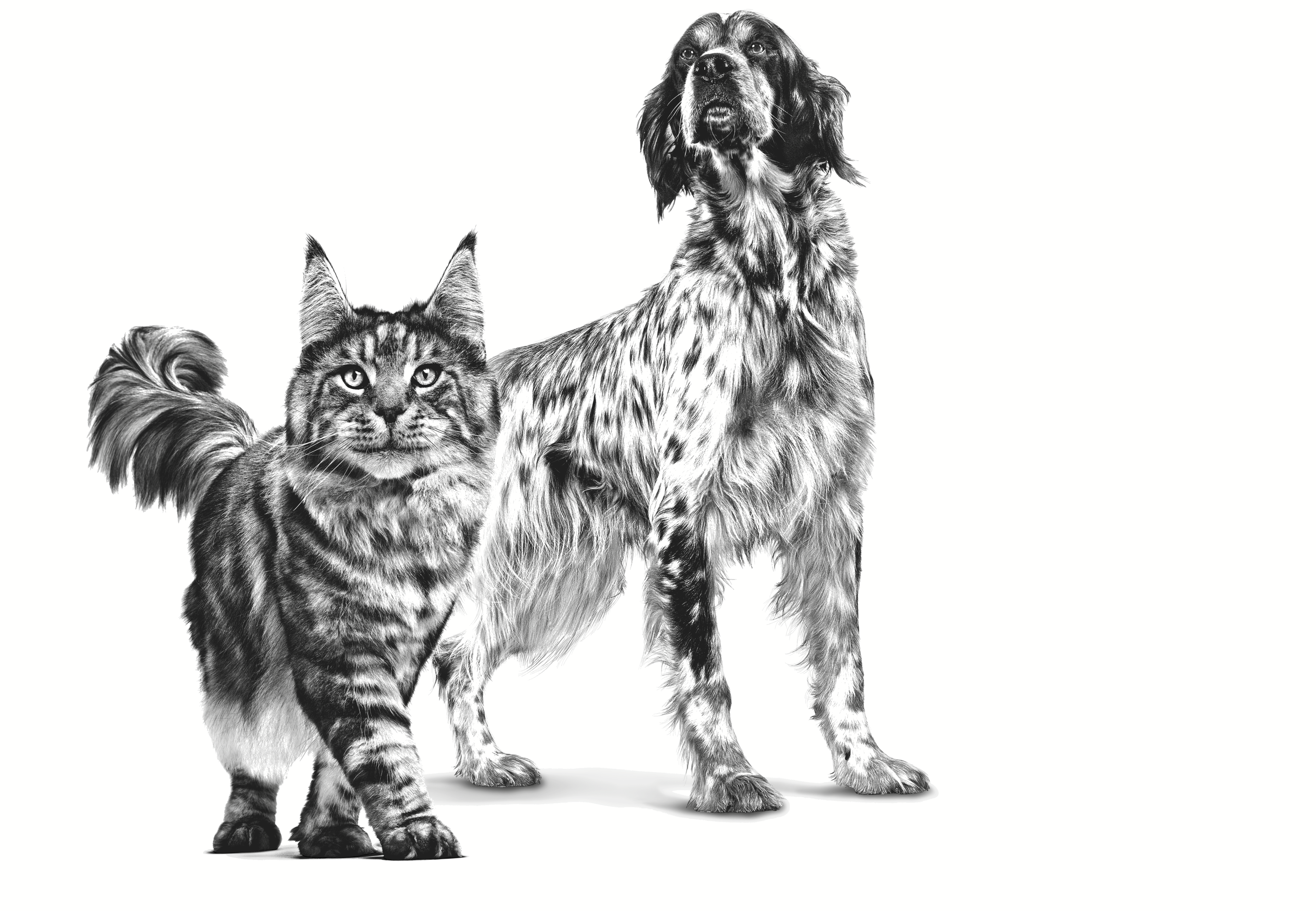  Royal Canin Veterinary Diet Feline And Canine Recovery