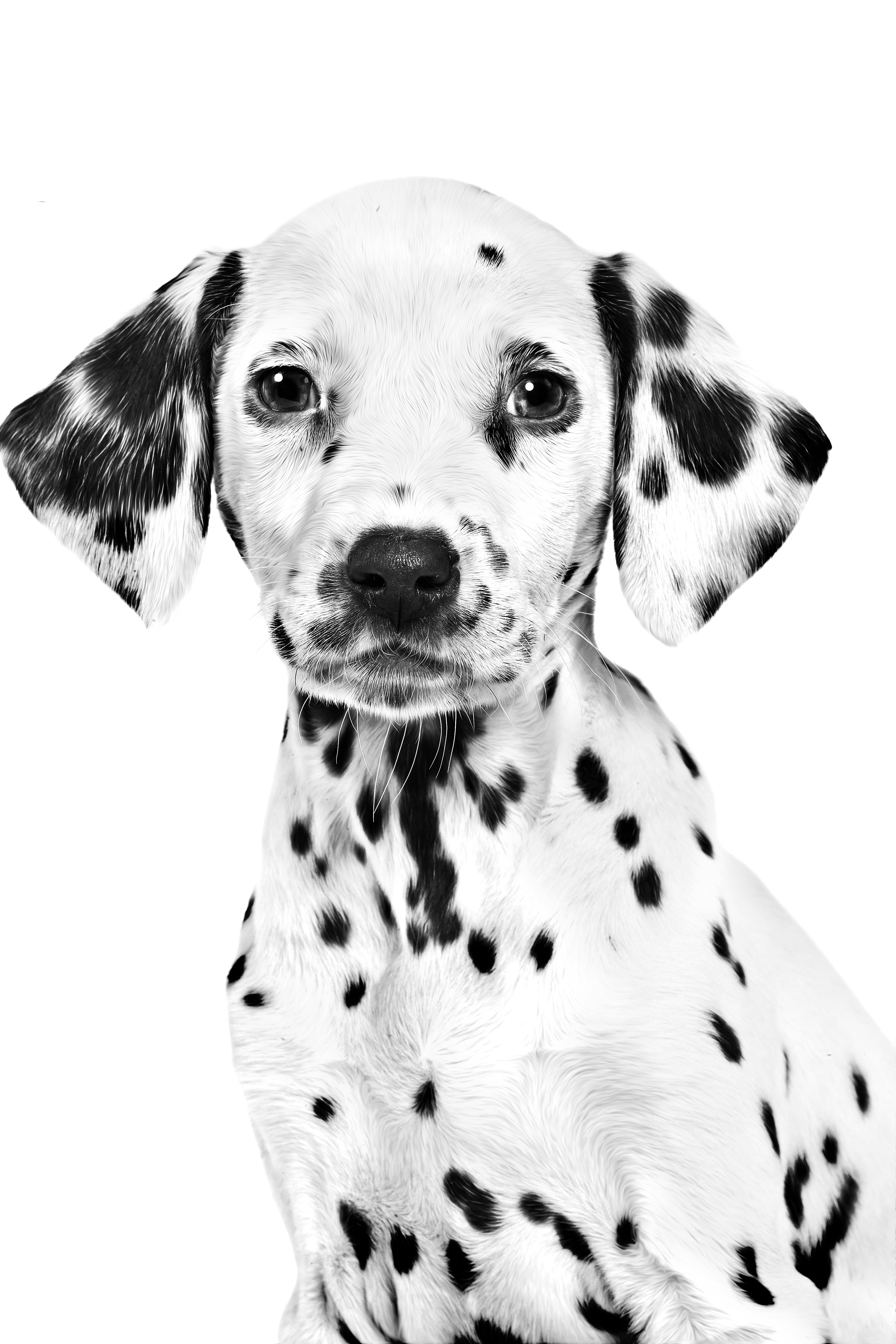 Dalmatian puppy in black and white on a white background