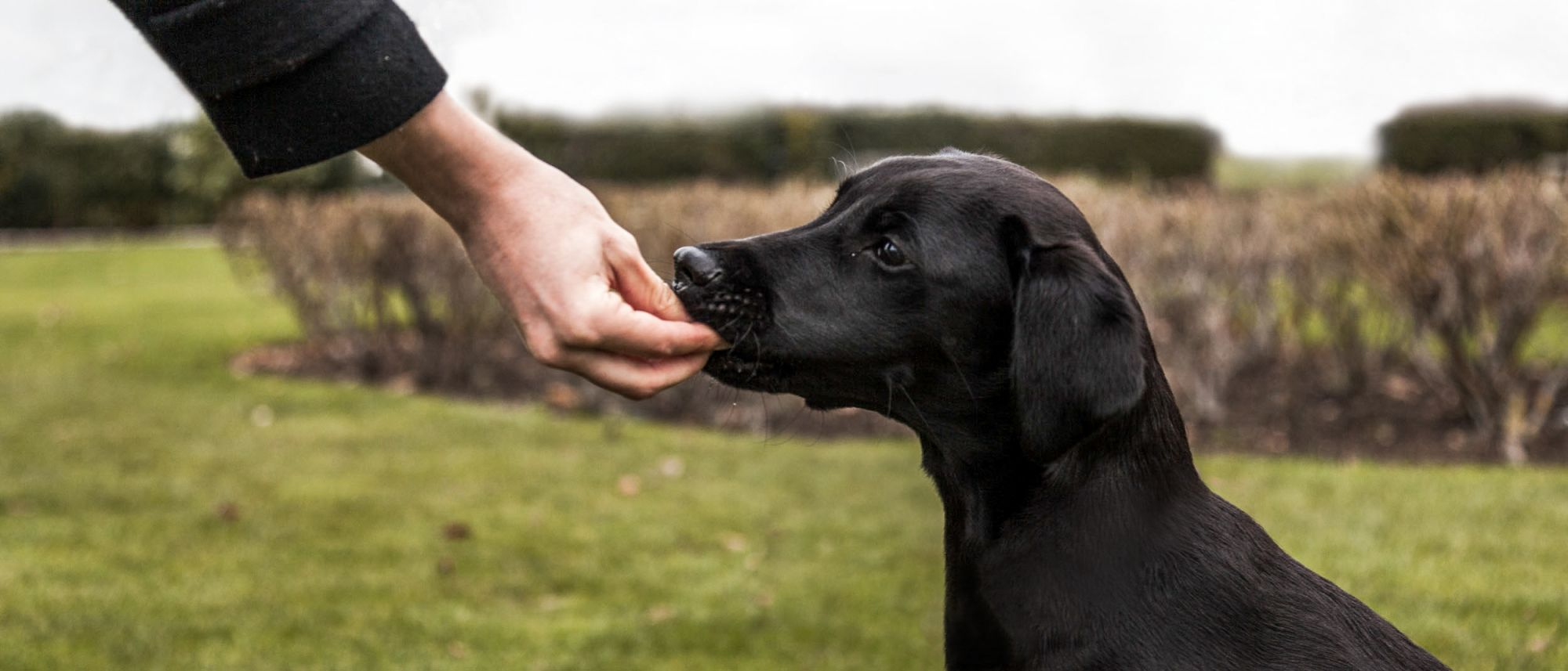 Puppy Labrador Retriever sitting outside and receiving a treat for the action