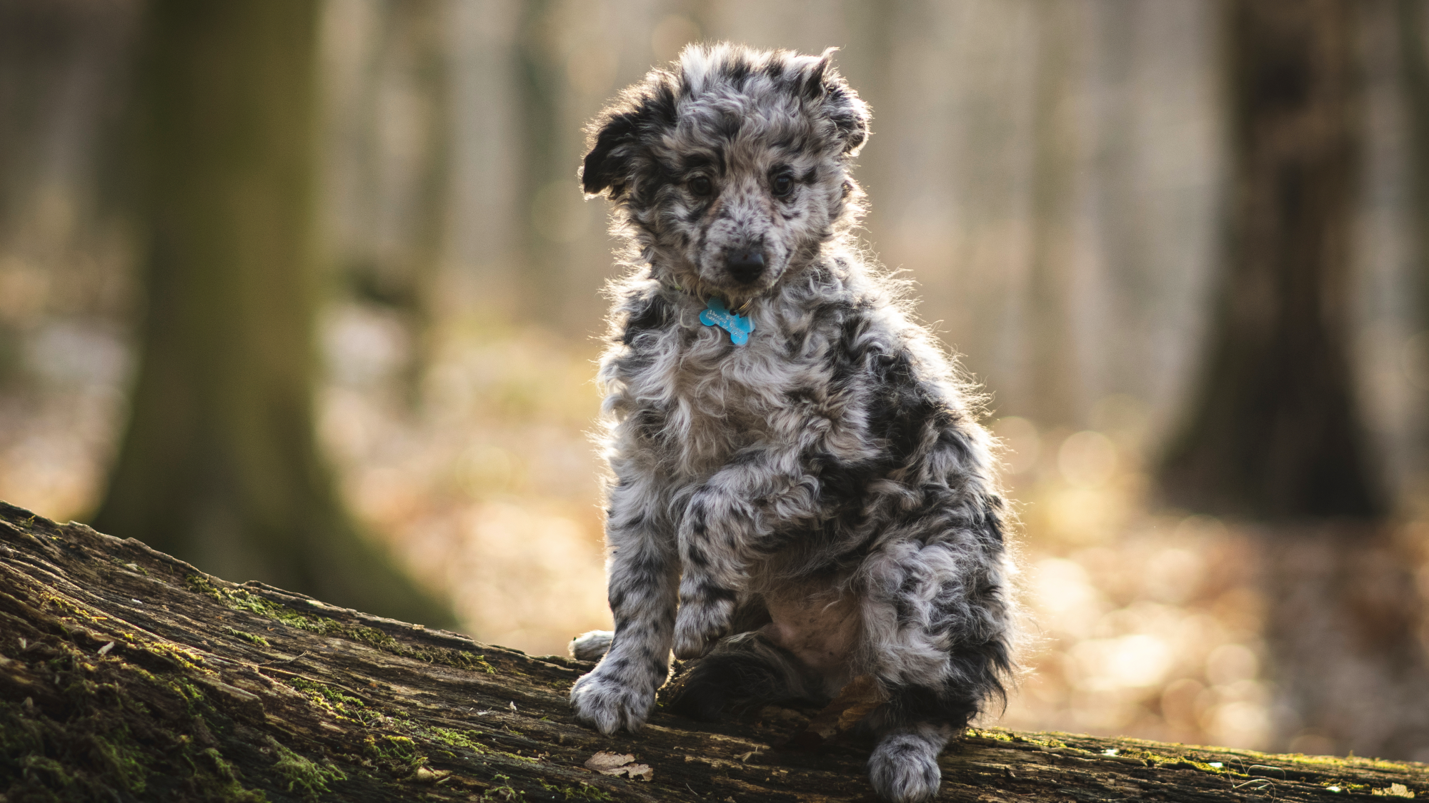 Mudi puppy sitting on log looking at camera