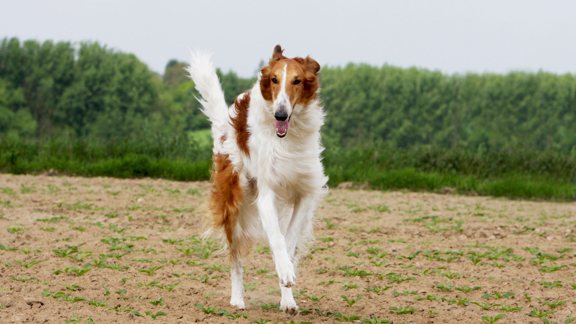 Borzoi running towards the camera with its tongue out