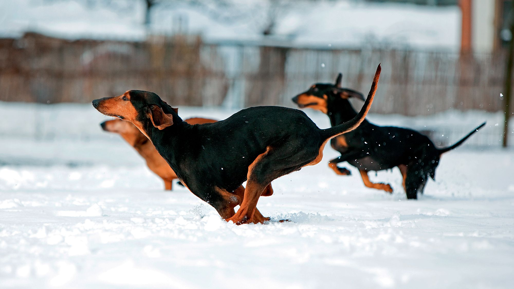 Three black and tan Italian Shorthaired Hound bounding through the snow