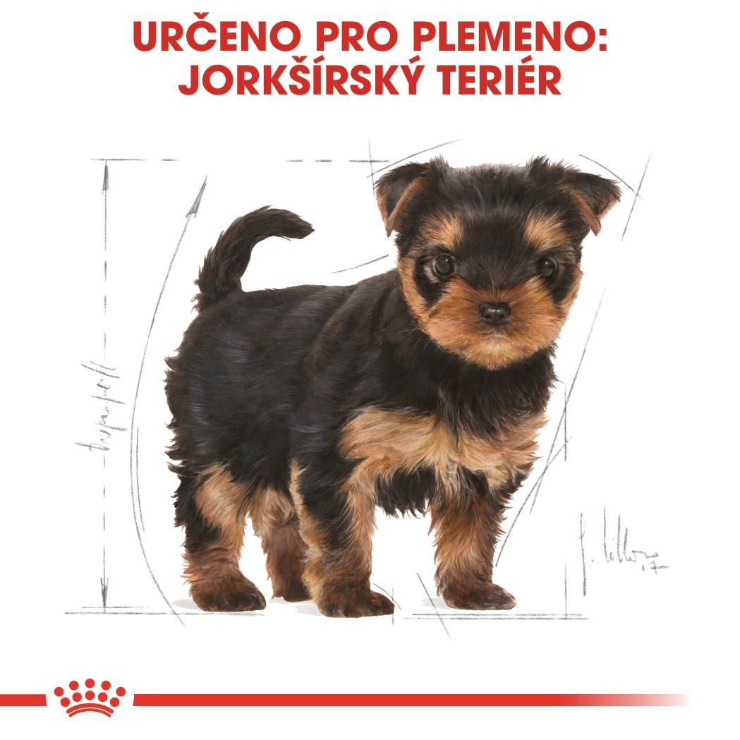 YORKSHIRE TERRIER Puppy