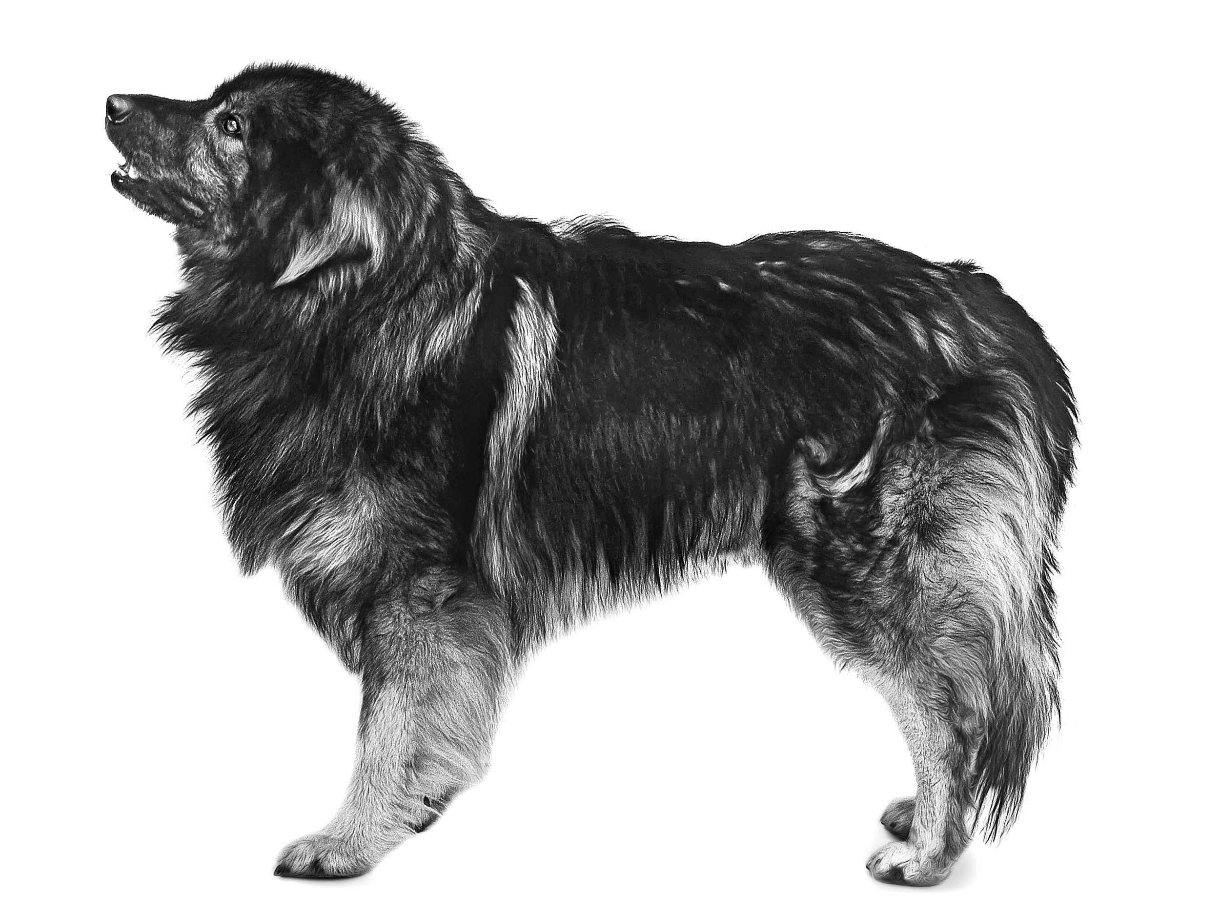 Karst Shepherd Dog adult black and white