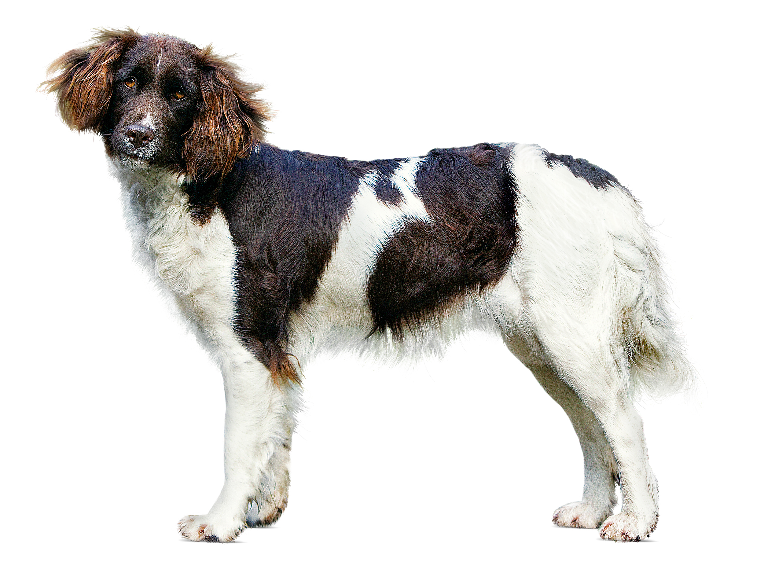 small-munsterlander-pointer-adult-standing