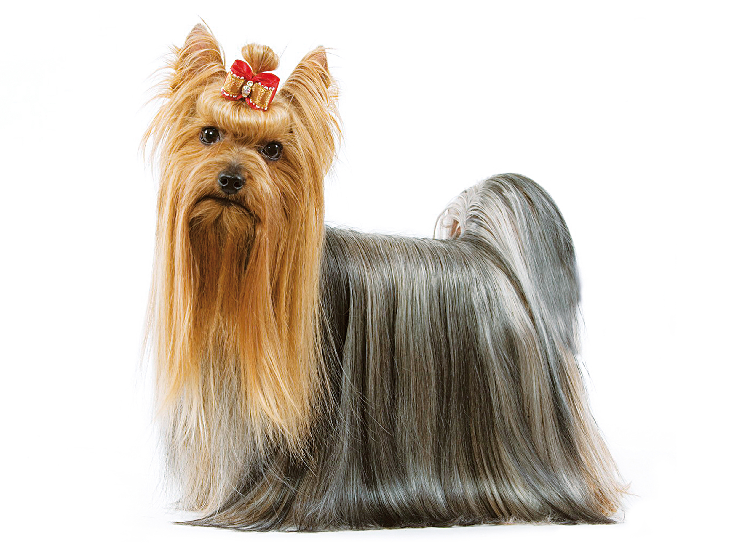 Yorkshire Terrier adulto, a preto e branco sobre um fundo branco