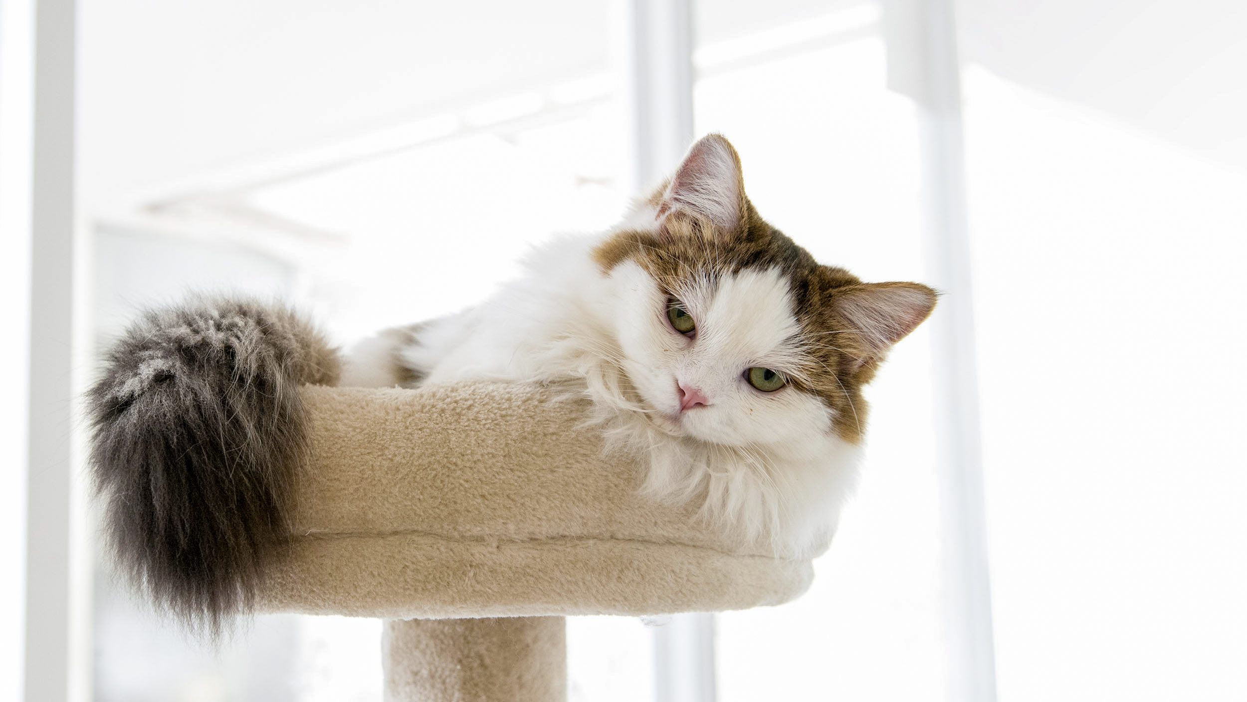 Adult cat lying down indoors at the top of a cat tree.