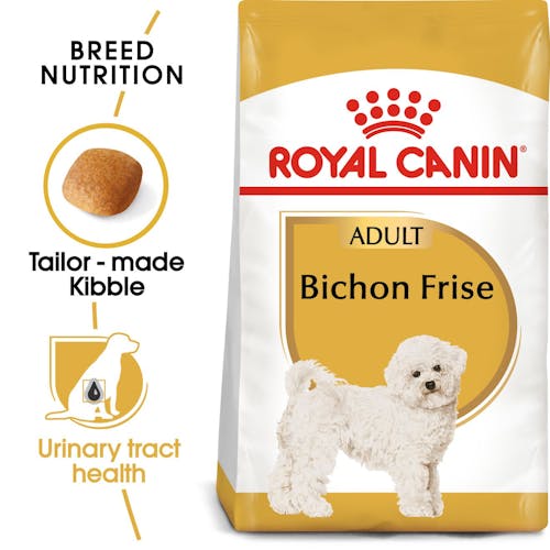 Bichon Frise Adult