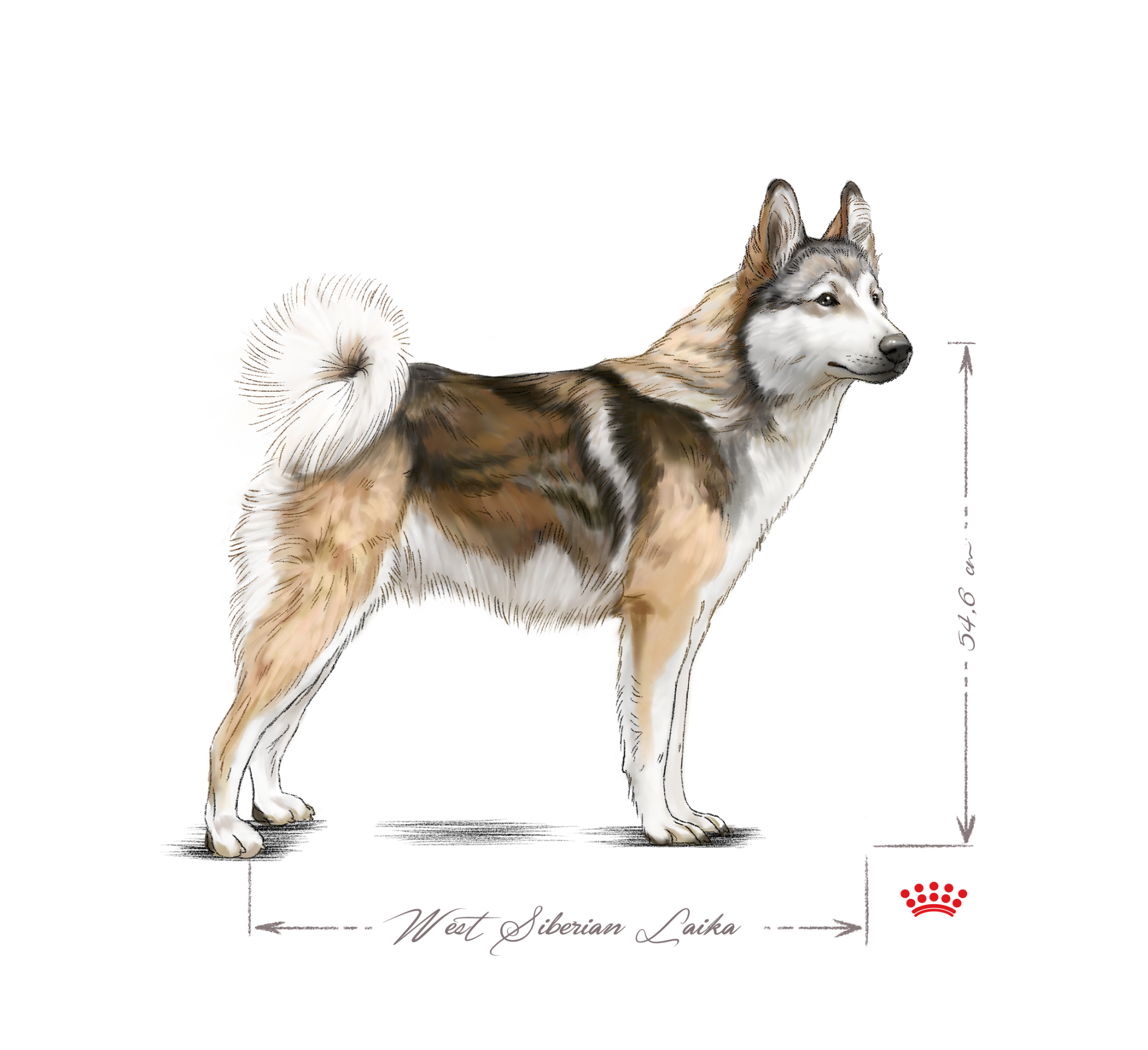 West Siberian Laika adult black and white