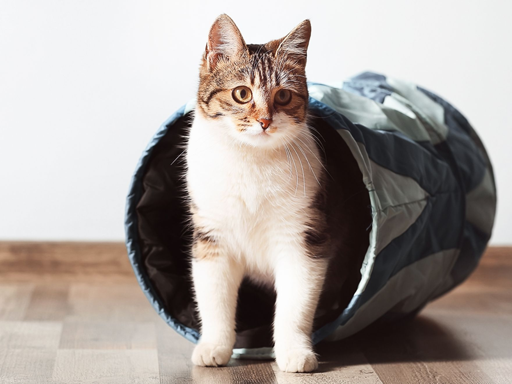 Cat playing with a tunnel