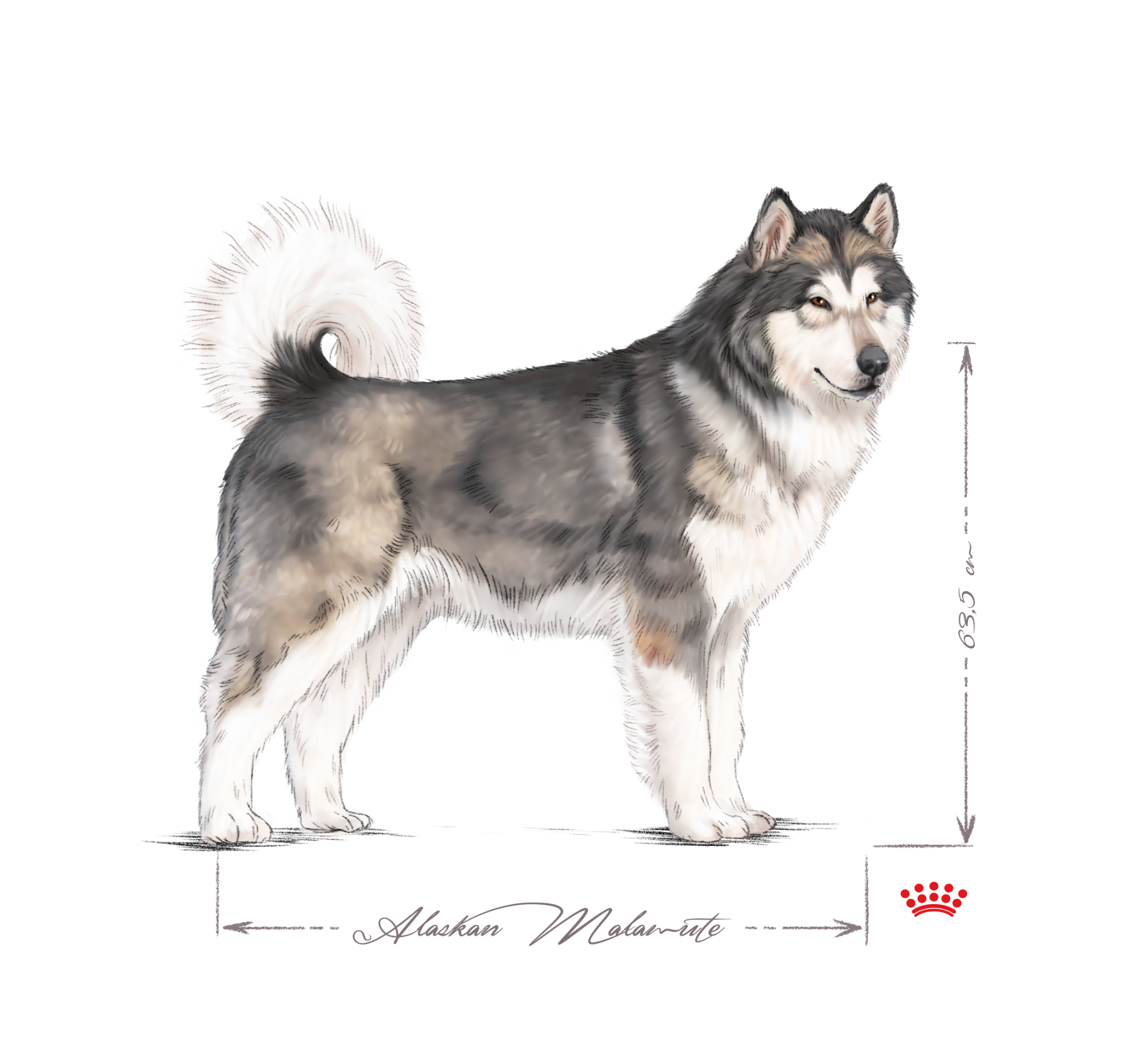 Alaskan Malamute adult in black and white